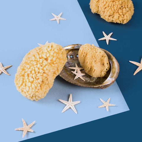 Temazcal Life natural sea sponge for bath and body on blue background. Starfish and 